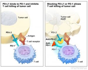 Immune checkpoint inhibitor